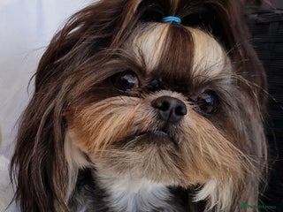 Shih Tzu dogs Stunning imperial shih tzu stud in Newport - Advert 1