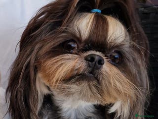 Shih Tzu dogs Stunning imperial shih tzu stud in Newport - Advert 10