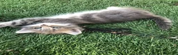 Persian cats for sale: 1/2 persian kittens - Advert 4