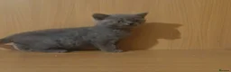 British Shorthair cats for sale: Pure Breed BSH kittens  - Advert 1