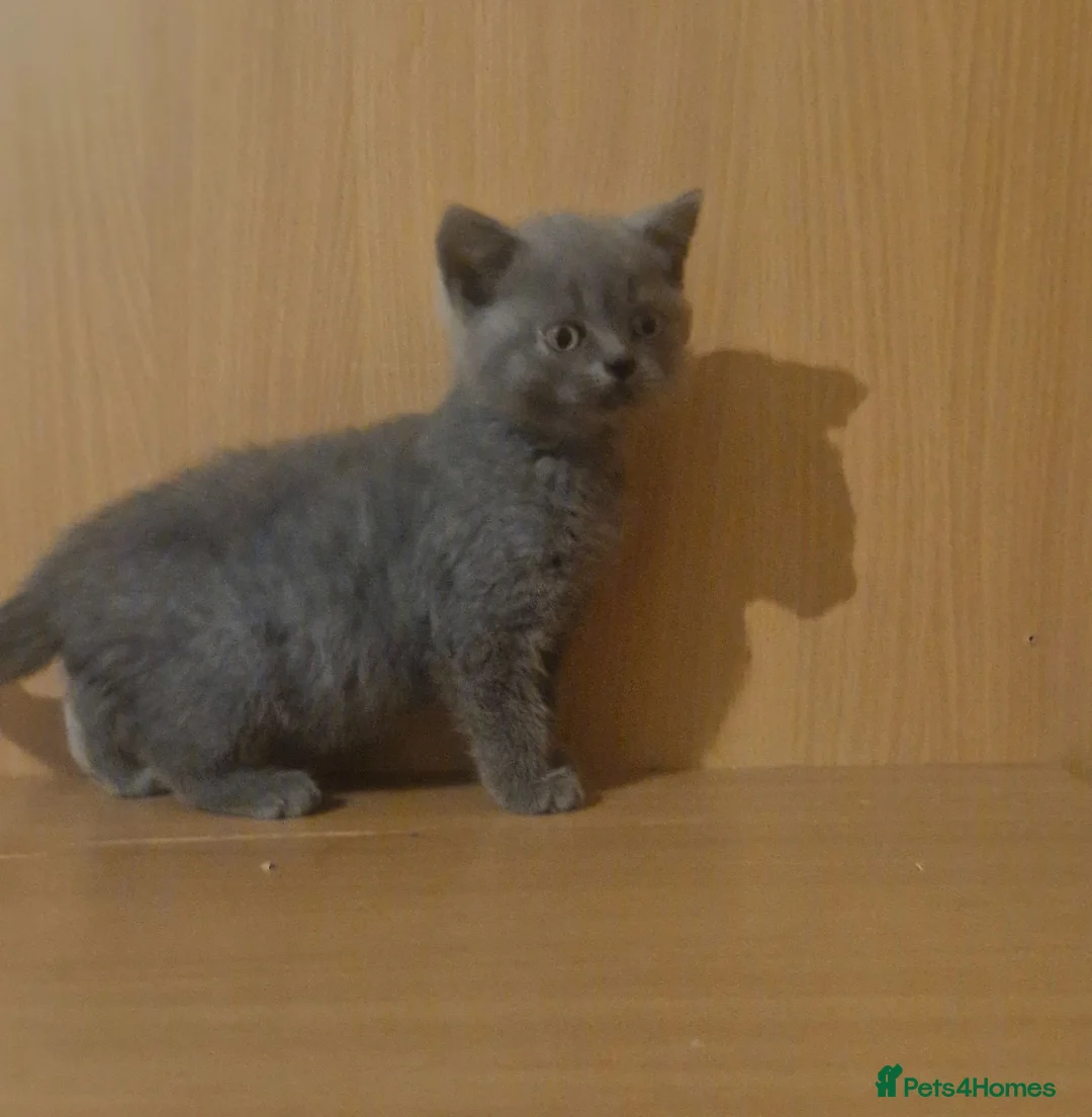 British Shorthair cats for sale: Pure Breed BSH kittens  - Advert 1