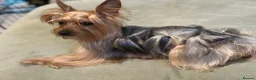 Yorkshire Terrier dogs for sale: Special yorkie one - Advert 5