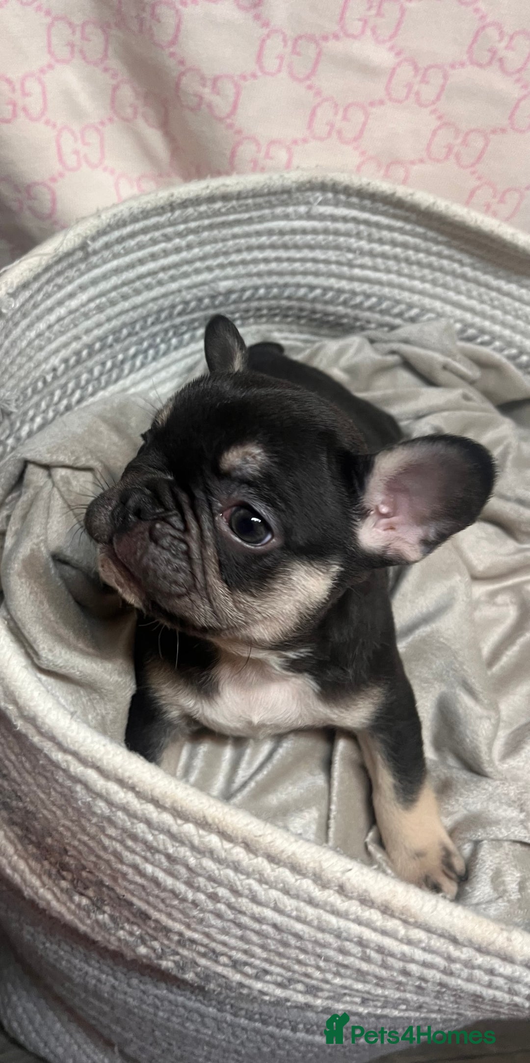 French Bulldog dogs for sale: 🩷5 French bulldog pups for sale🩷 - Advert 17