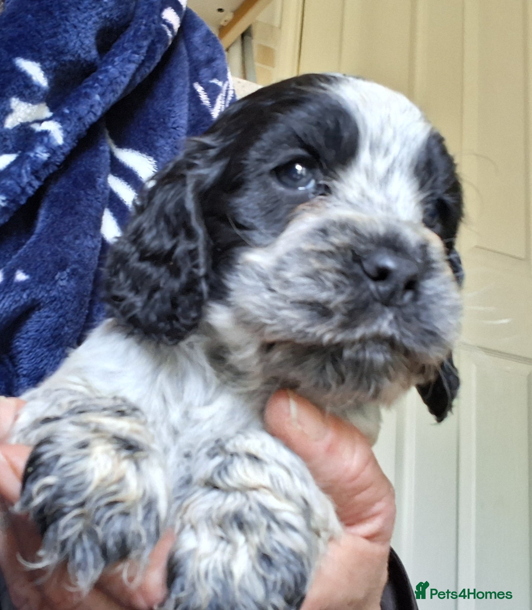Cocker Spaniel dogs Beautiful KC Reg Showtype Cocker Spaniel puppies  - Advert 1