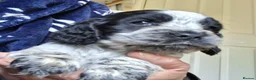 Cocker Spaniel dogs for sale: Beautiful KC Reg Show-Cocker Spaniel puppies  in Doncaster - Advert 20