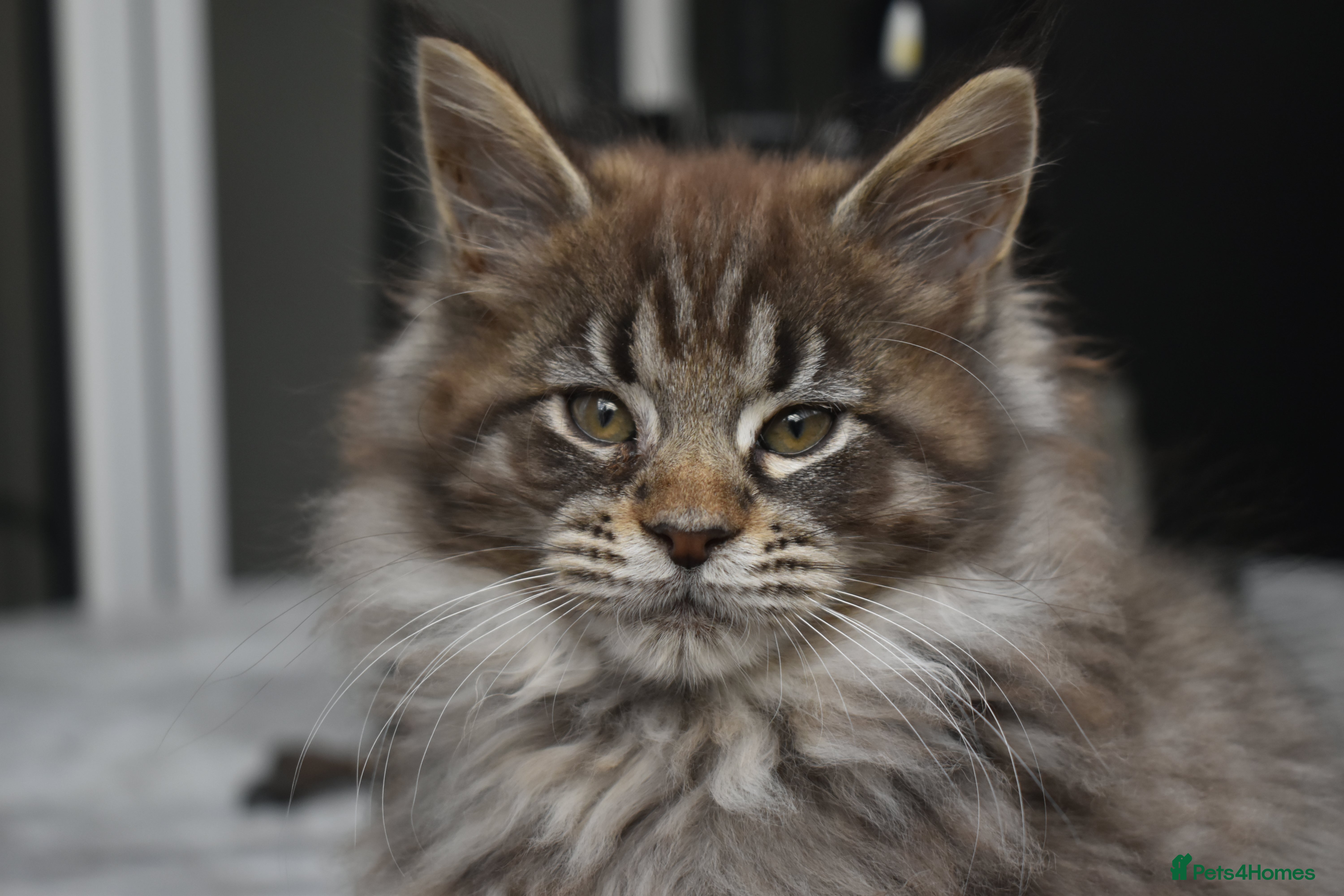 Maine Coon cats Gorgeous Champion Bloodline Maine Coon Kittens - Advert 1