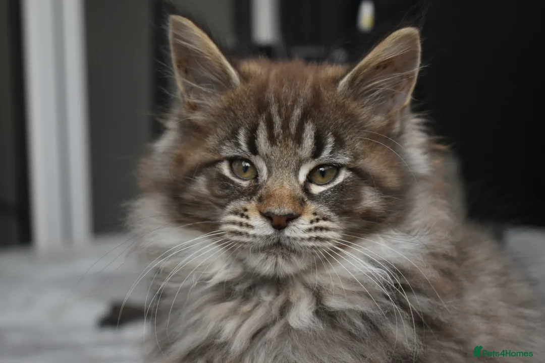 Maine Coon cats for sale: Gorgeous Champion Bloodline Maine Coon Kittens - Advert 1