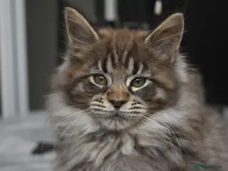 Maine Coon cats for sale: Gorgeous Champion Bloodline Maine Coon Kittens - Advert 1