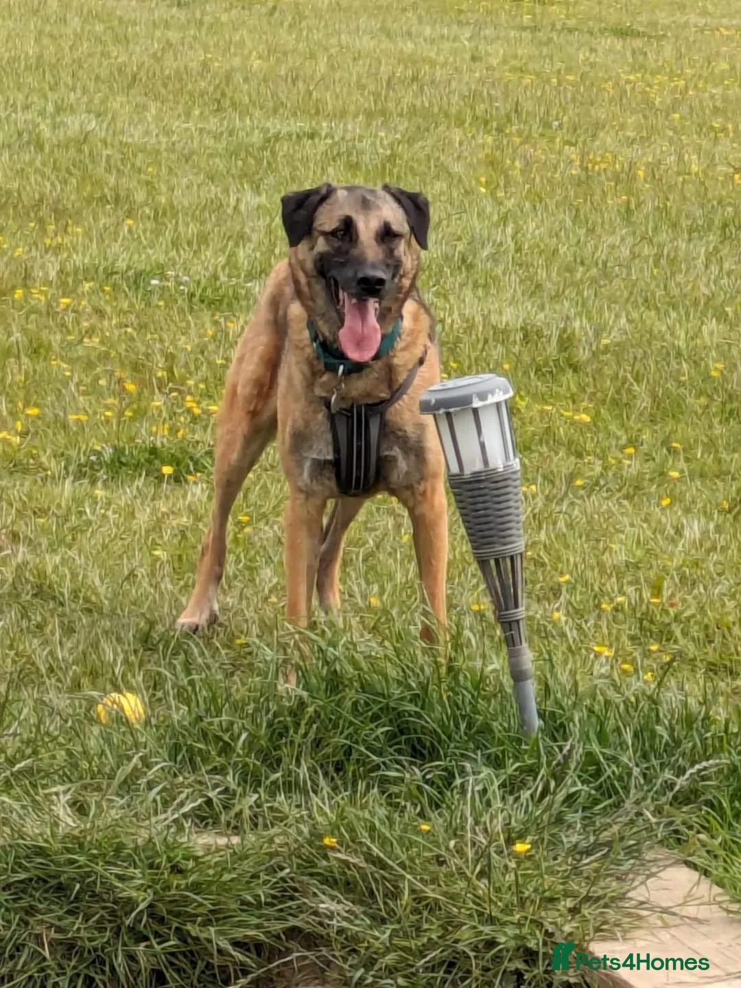 Mixed Breed dogs for adoption: Meet Pickle, currently residing in Wales in Barry - Advert 23