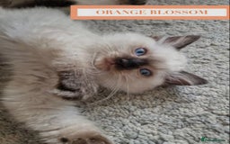 Munchkin cats for sale: Munchkin kittens - Image 7