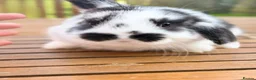 Mini Lion Lop rabbits for sale: 4 baby mini lion lop bunnies - Advert 6