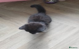 Mixed Breed cats for sale: 2 female kittens for sale - Image 3