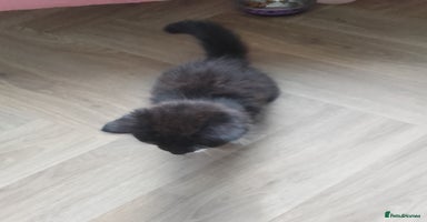 Mixed Breed cats - Advert 6