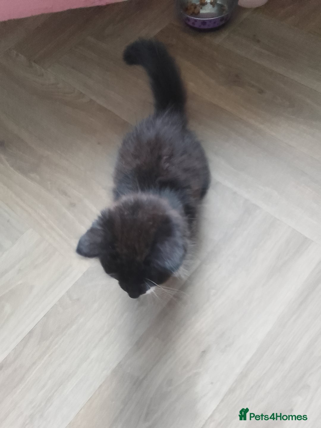 Mixed Breed cats for sale: 2 female kittens for sale - Image 3