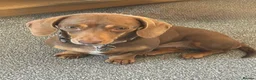 Miniature Dachshund dogs for sale: KC registered Miniature Smooth haired Dachshund  - Advert 5