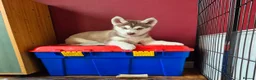 Siberian Husky dogs for sale: Fluffy & Smart Siberian Huskies 2 girls left - Advert 3