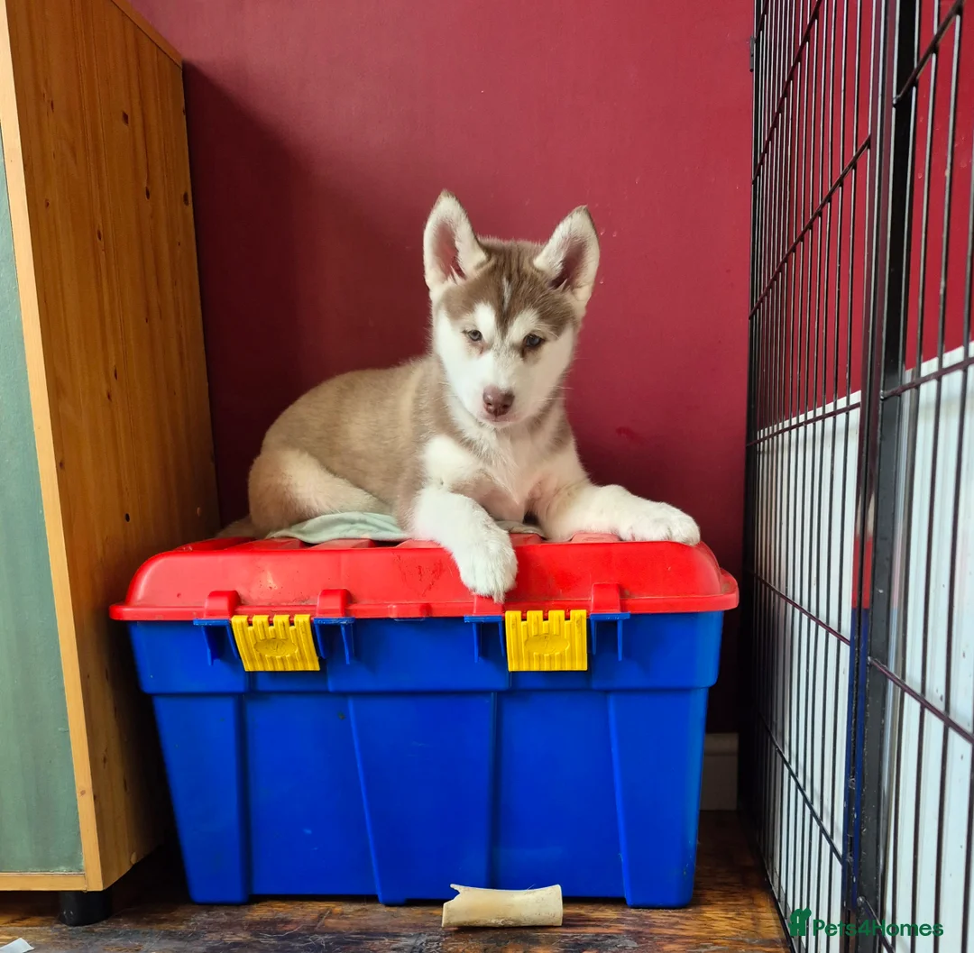 Siberian Husky dogs for sale: Fluffy & Smart Siberian Huskies 2 girls left - Advert 3