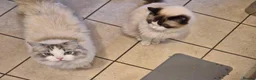 Ragdoll cats for sale: Unfortunate rehoming - Advert 3