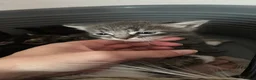Mixed Breed cats for sale: Mixed breed kittens - Advert 12