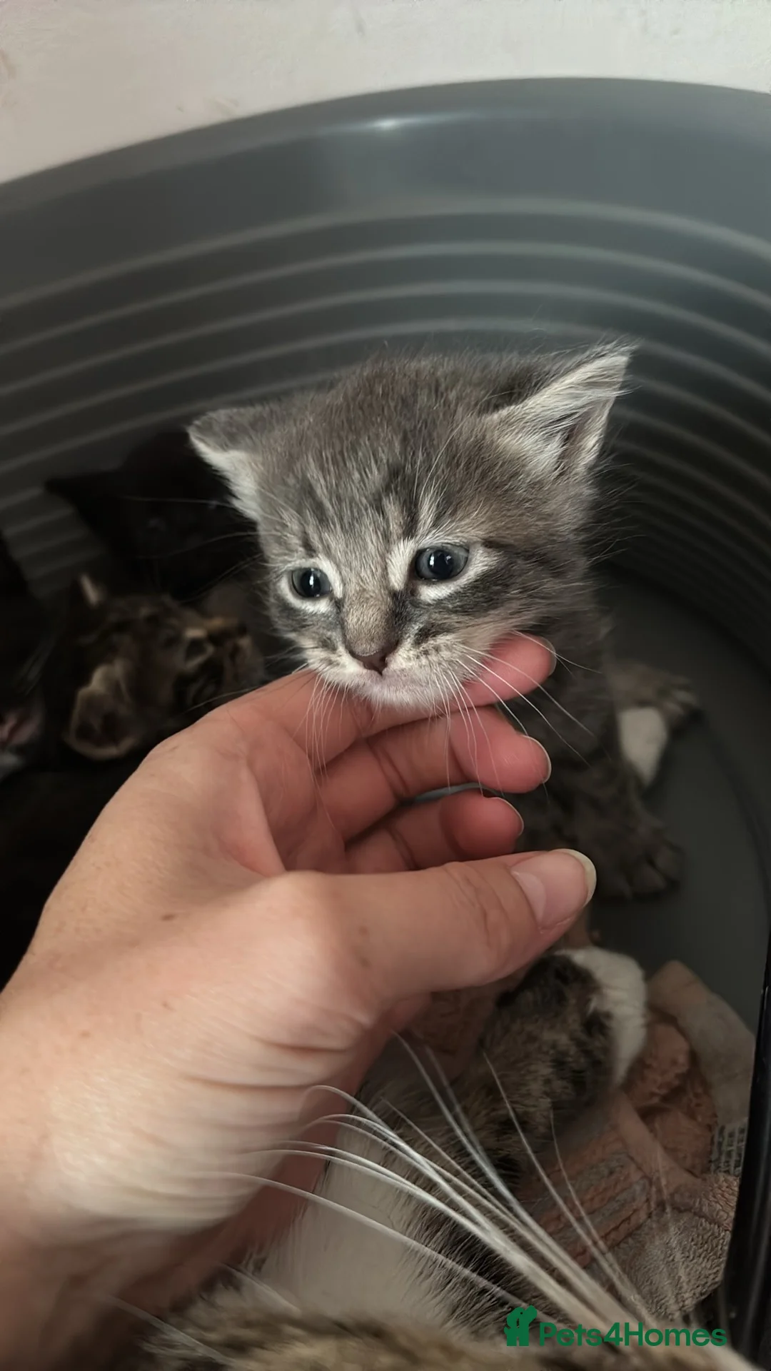 Mixed Breed cats for sale: Mixed breed kittens - Advert 12