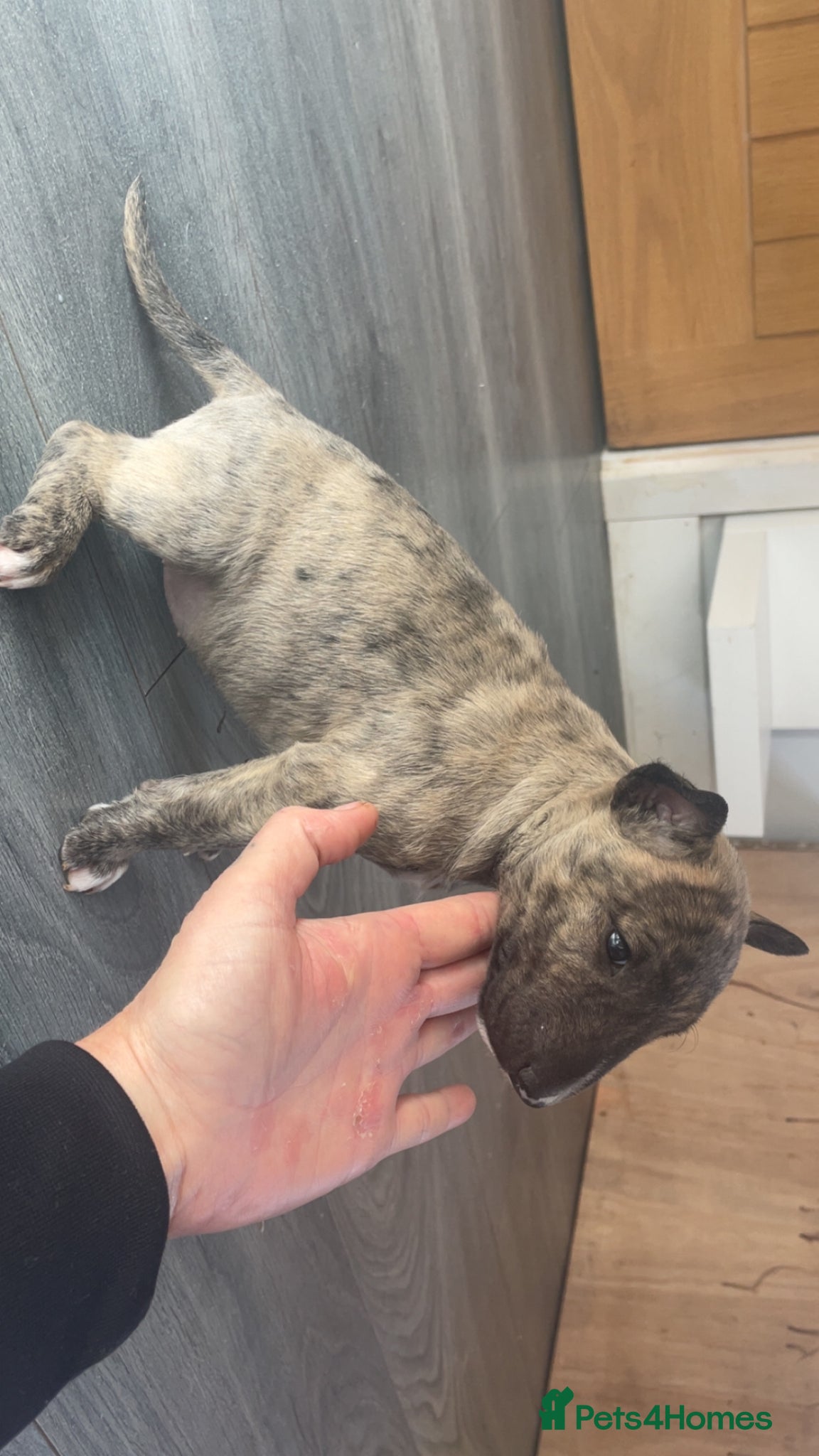 English Bull Terrier dogs for sale: *One Left* KC Reg English Bull Terrier Pups  - Advert 15