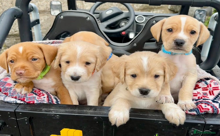 Cocker Spaniel dogs - Advert 1