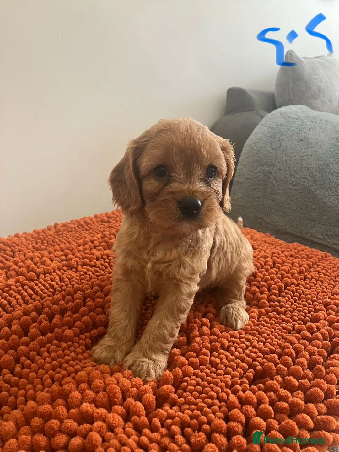 Cavapoo dogs for sale: Red Toy Cavapoo puppies ( health tested) - Advert 2