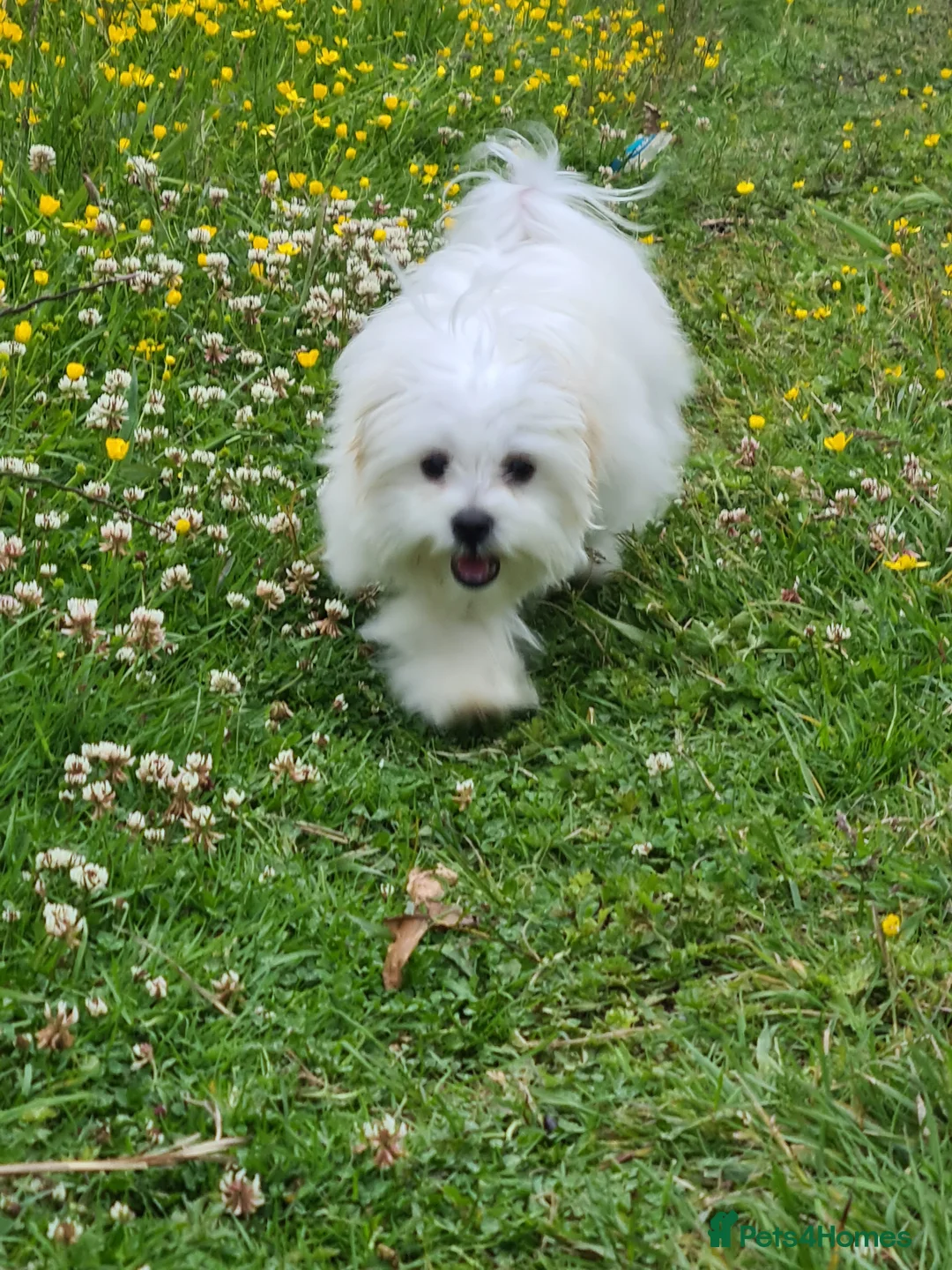 Bichon Frise dogs for sale: Loving dogs in need of a loving home. - Advert 2