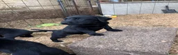 Labrador Retriever dogs for sale: KC Registered Black & Yellow Labrador Puppies - Advert 12
