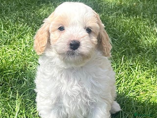 Cavapoo dogs Beautiful F2 cavapoo girls - Advert 4
