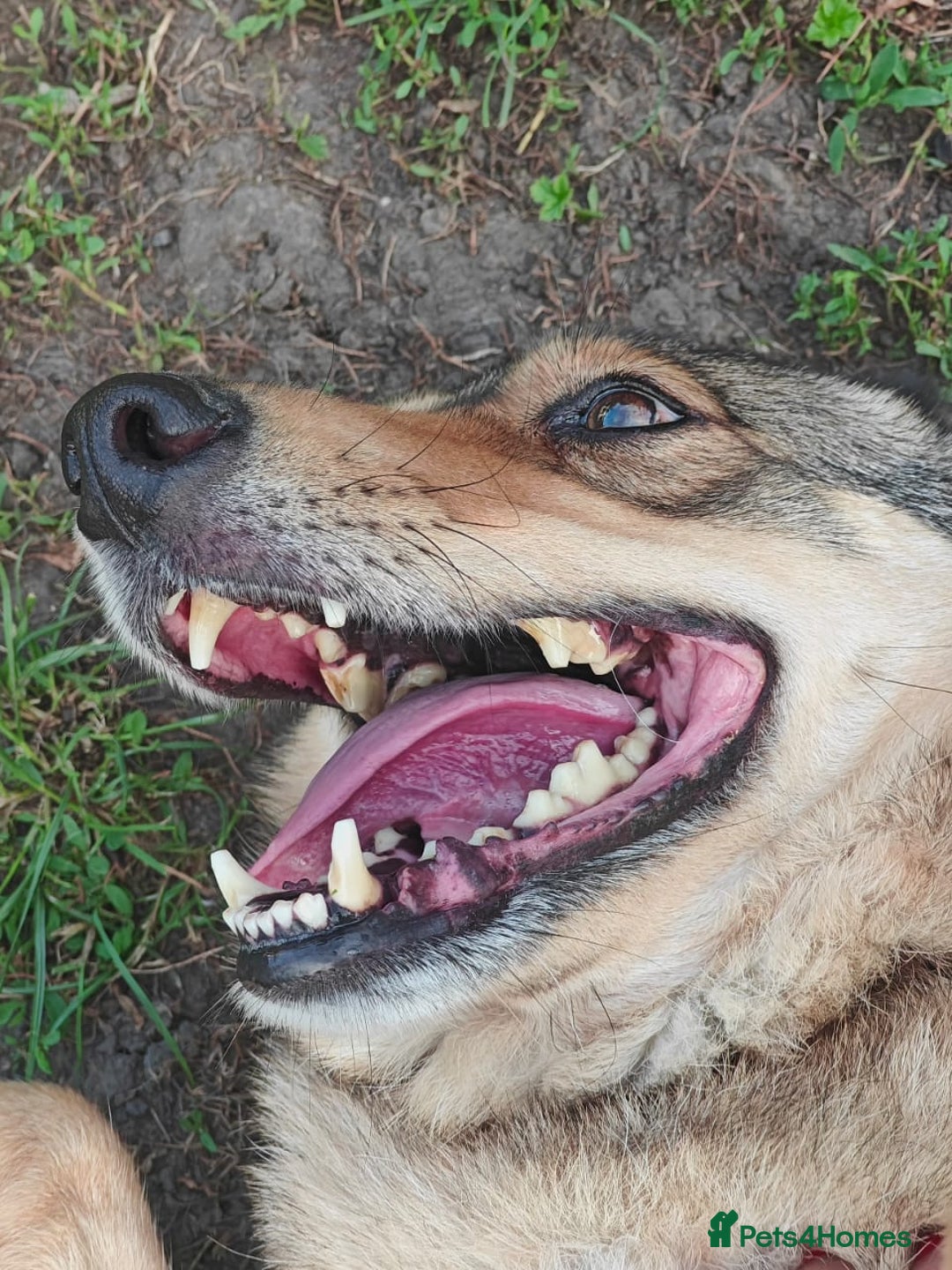 Mixed Breed dogs for adoption: 💙🐶 SIRKO 🐶💙 - Image 6