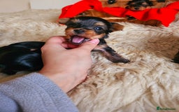 Yorkshire Terrier dogs for sale: True Miniature Yorkshire Terrier Puppies  - Advert 7