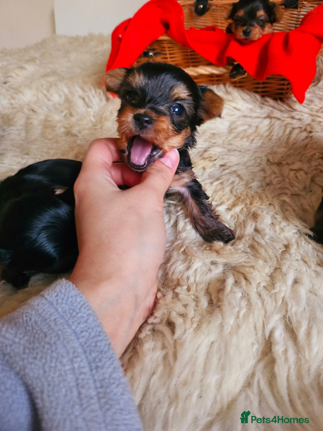 Yorkshire Terrier dogs for sale: True Miniature Yorkshire Terrier Puppies  - Advert 7