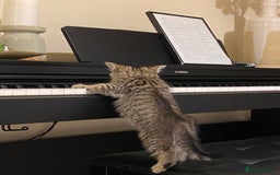Mixed Breed cats for sale: Four gorgeous kittens  - Image 12