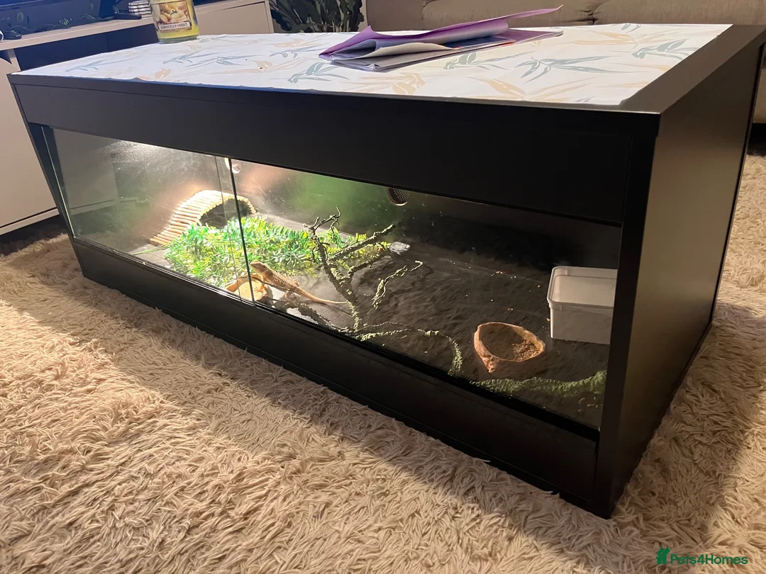 Bearded Dragon reptiles for sale: 4 month old bearded dragon  - Advert 1