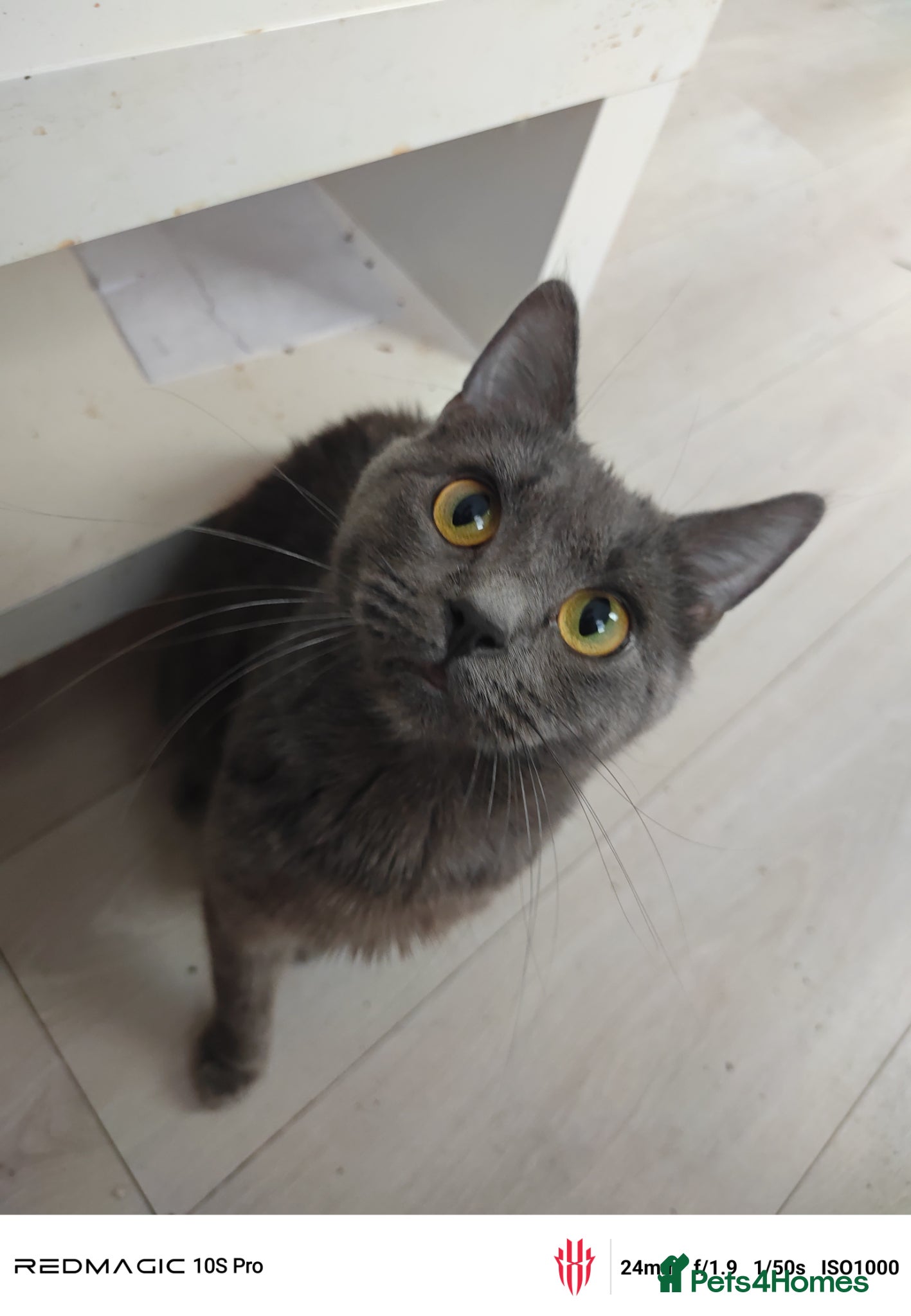 European cats 3-month-old kitten - Advert 7