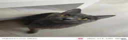 European cats for sale: 3-month-old kitten - Advert 2