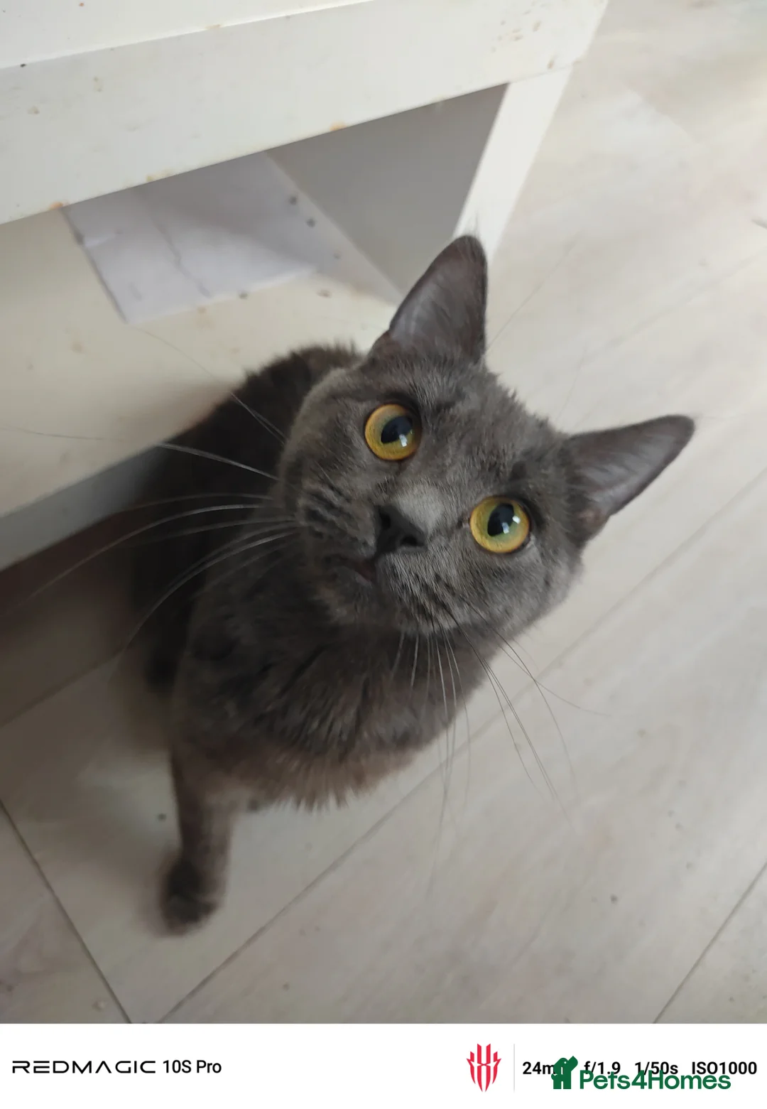 European cats for sale: 3-month-old kitten - Advert 2