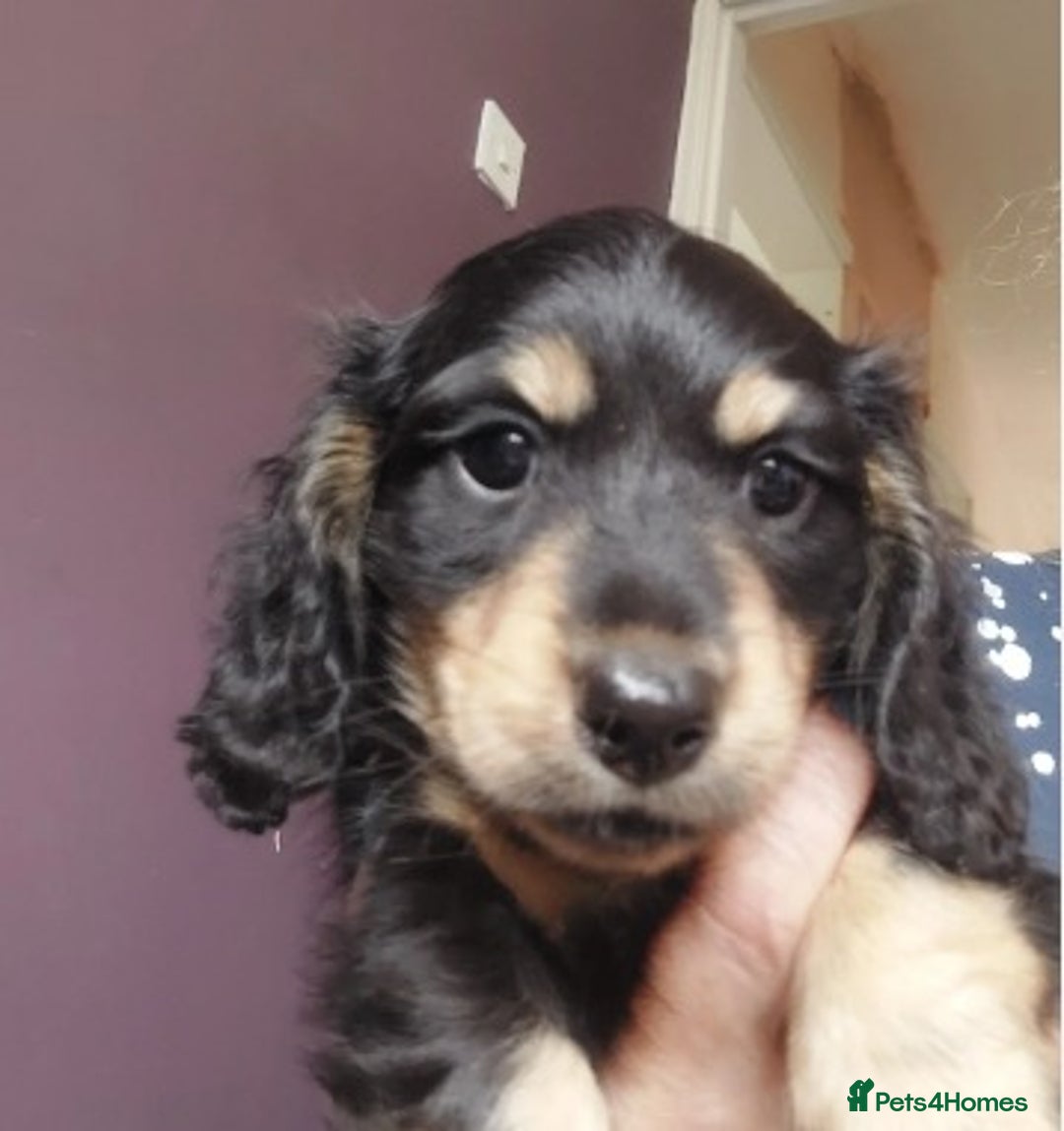 Miniature Dachshund dogs for sale: Premium Miniature Dachshund Puppies! - Advert 3