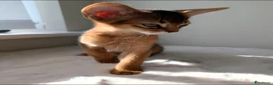 Abyssinian 3