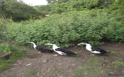 Ducks poultry for sale: 3 drakes for a good home, runner/campbell cross  - Image 1