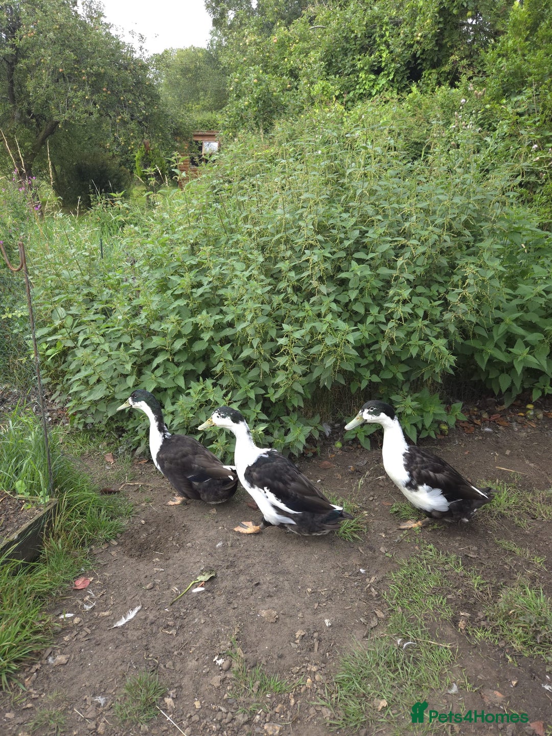 Ducks poultry for sale: 3 drakes for a good home, runner/campbell cross  - Image 1