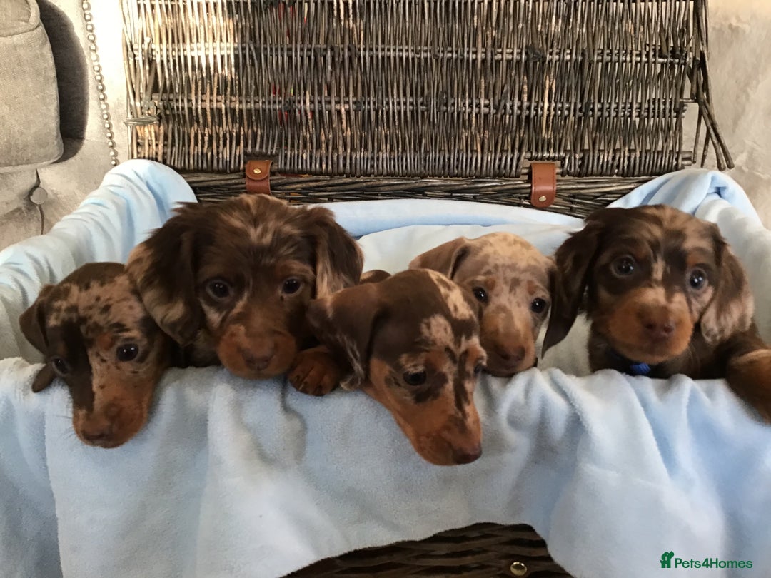Miniature Dachshund dogs for sale: KC Miniature Dachshund 1 Choc & Isabella Dapple!!! - Advert 2