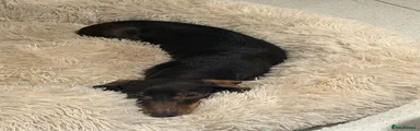 Miniature Dachshund 1
