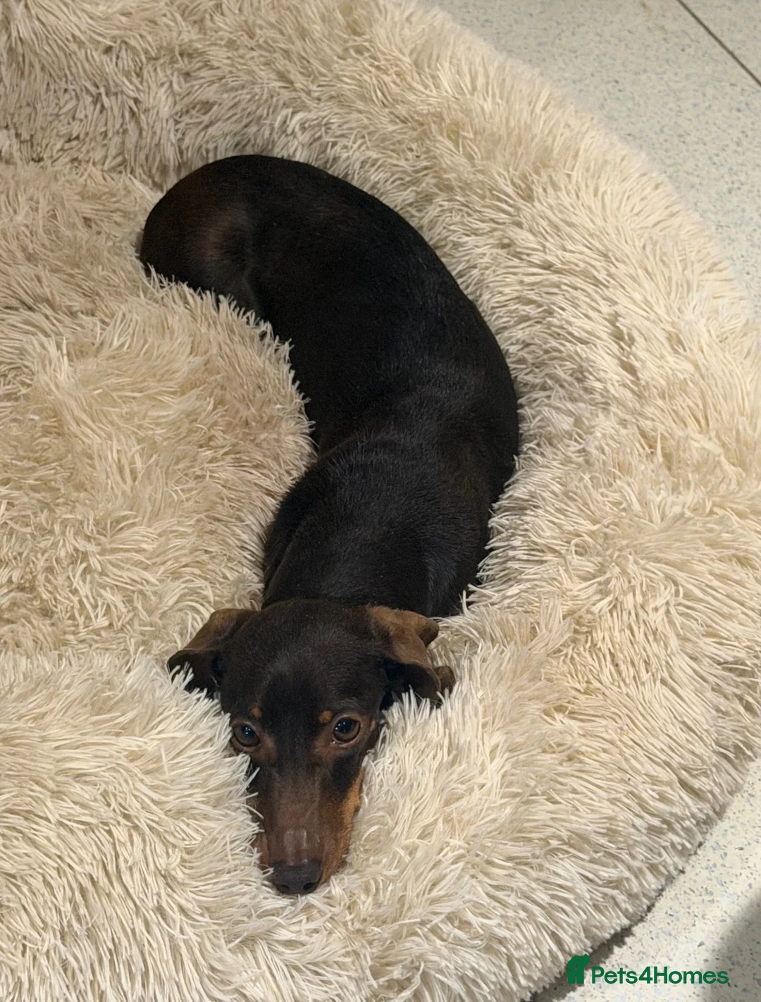 Miniature Dachshund dogs for sale: 5 year old miniature dachshunds - Advert 3
