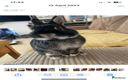 Netherland Dwarf rabbits for sale: Foster bunny up for rehoming  - Image 3