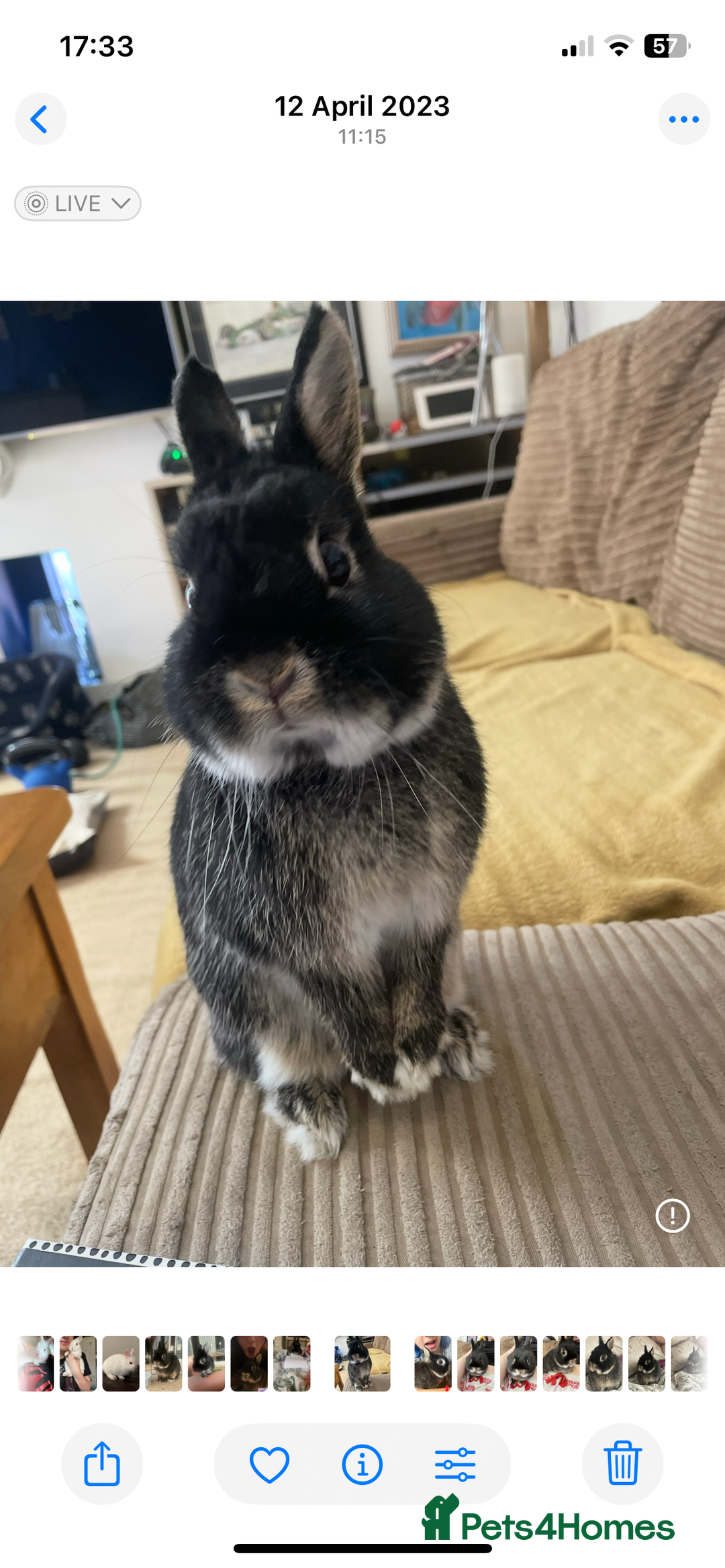 Netherland Dwarf rabbits for sale: Foster bunny up for rehoming  - Image 3