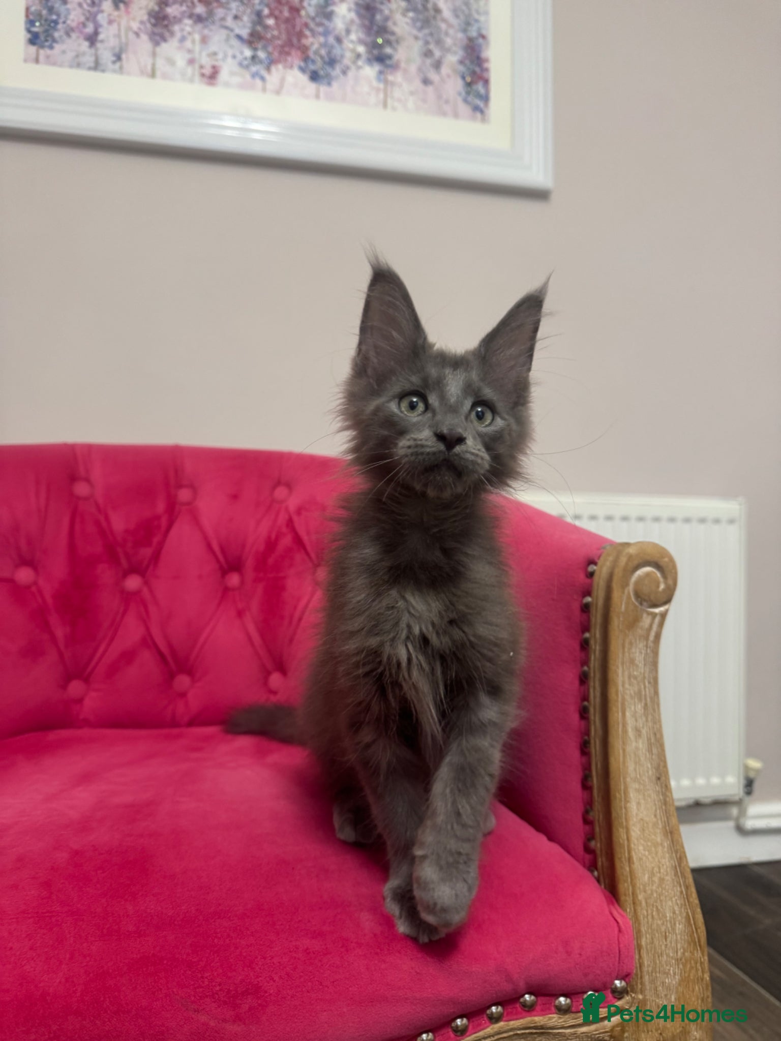 Maine Coon cats Maine Coon Kittens 🏆 20+ gen 🧬 Full Pedigree - Advert 2
