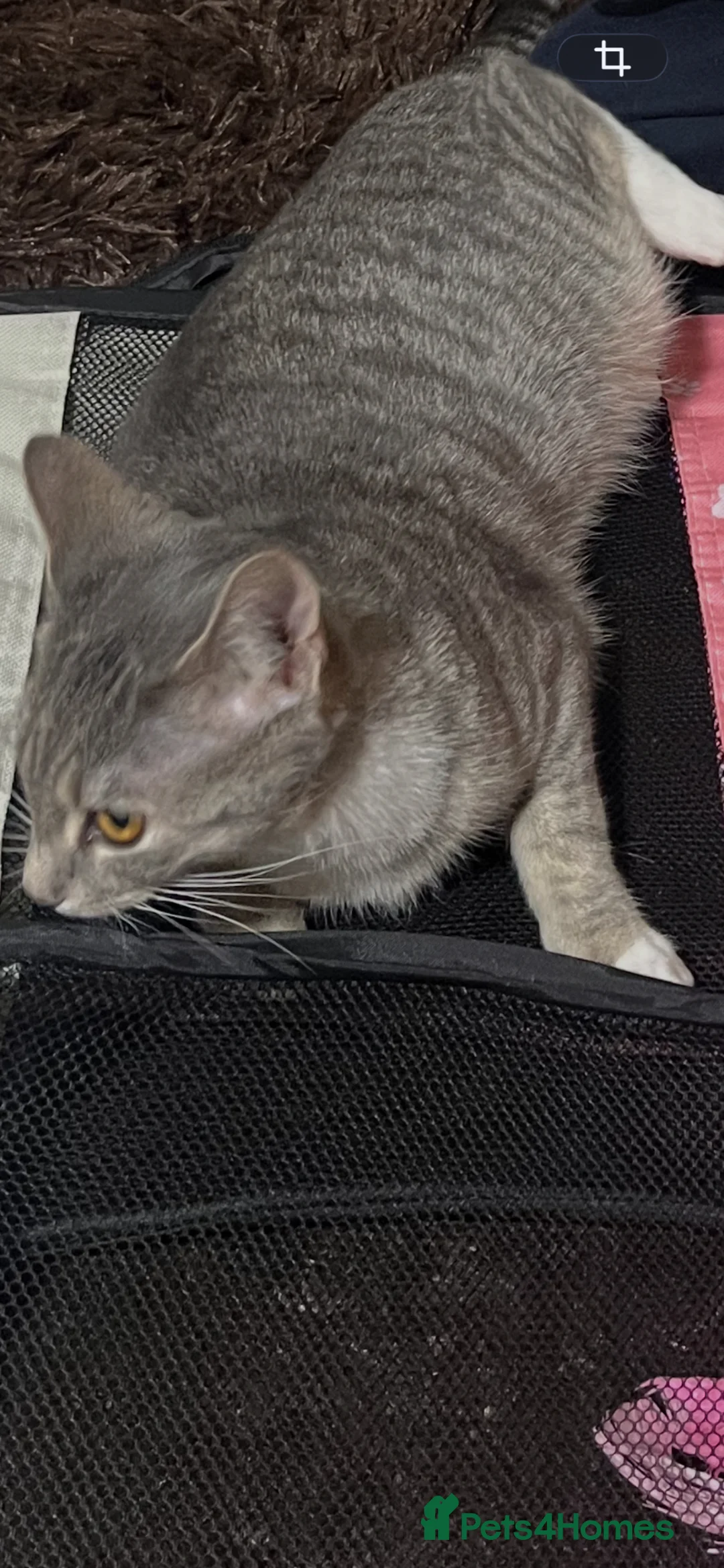 Mixed Breed cats for sale: Female cat for sale 1 year old in August  - Advert 2