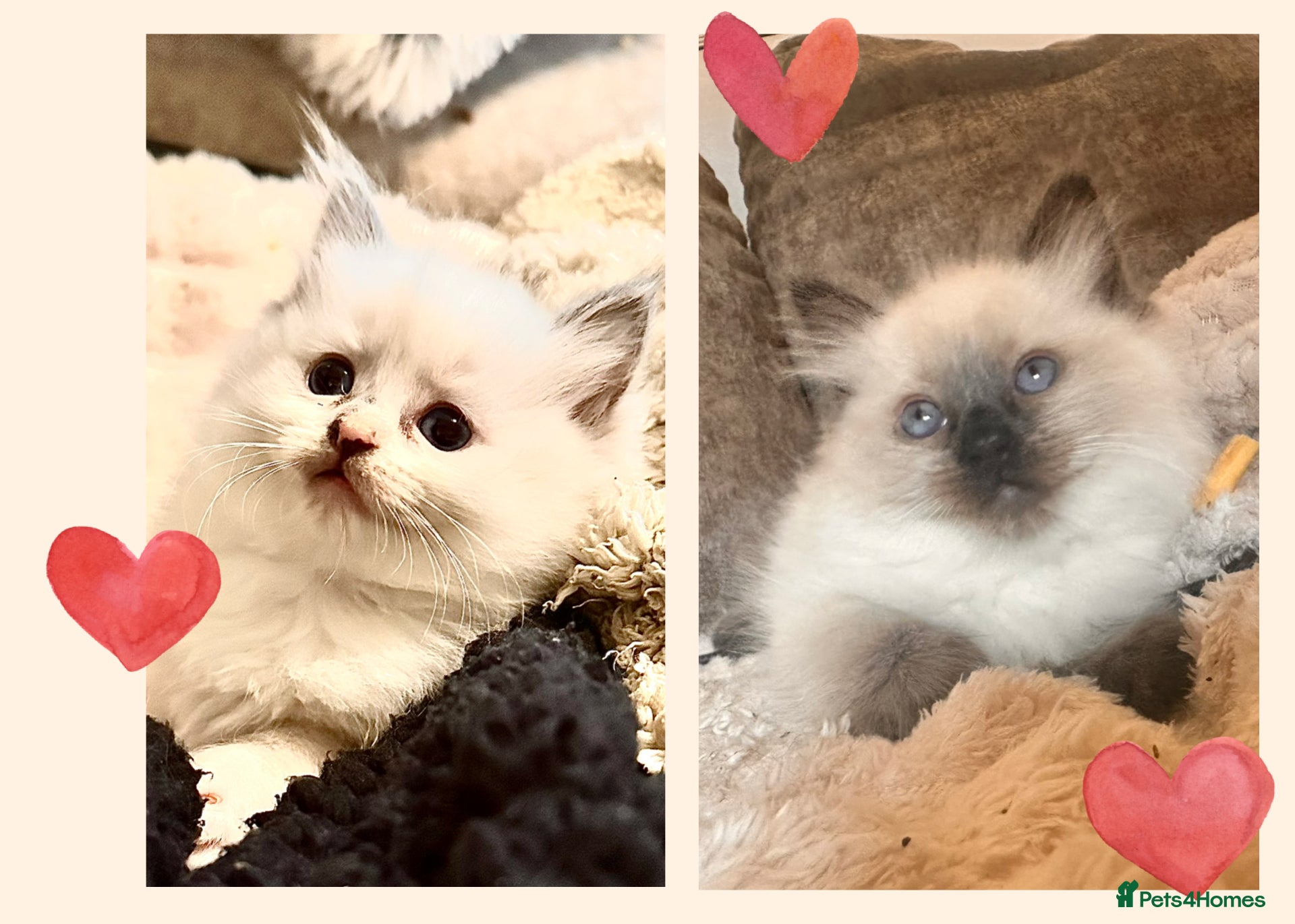 Ragdoll cats  Ragdoll Kittens - Advert 7